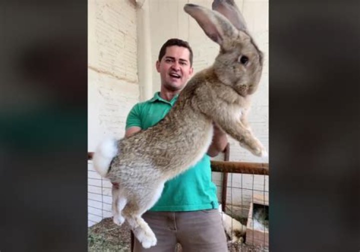 Dom Whalley Delivers Some ‘Positivity’ With Help From A Giant Rabbit Head In New ‘Ride’ Video