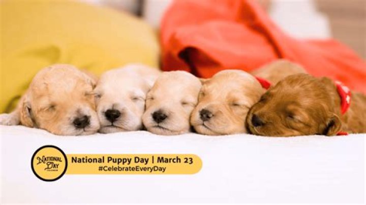 National Puppy Day: Photos Of Stars With Their Adorable Dogs